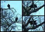 (02) turkey vulture montage.jpg    (1000x720)    435 KB                              click to see enlarged picture